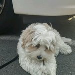 [시숑노아] 시숑을 소개합니다 4