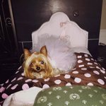 [EXO] <b>브리트니</b>스피어스 강아지 집 좀 봐라