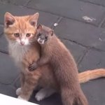 <b>케미</b>돋는 동물과 동물의 만남