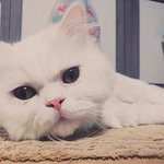 [모닝글로리] 사랑스러운 모닝이와 로리 이야기<b>F</b>