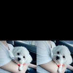 말티즈 강아지 찾고있어요 꼭 한번만 읽어주세요 !!!!!!