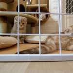 [수리<b>노을</b>] 좀비고양이들