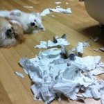 귀여운 동물들의 <b>시치미</b>