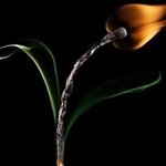 아름다운 성냥개비 아트 모음