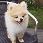 [크림일기] 17편 : 포메라니안 크림이는 사랑입니다