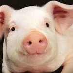 파오<b>후년</b>들 화장전, 후 