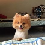 [강아지사랑] 포메라니안 쌍둥이남매 일상 6 [욕심쟁이 커피]