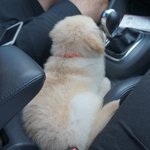 [사랑해마음] 골든리트리버 개마음의 성장기 2탄!