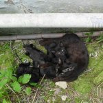 [블랙삼둥이] 교통사고로 어미를 잃은 블랙 삼둥이.