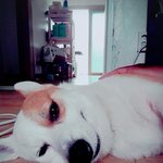 돌아온 <b>웰시</b>코기 멀티 3탄 