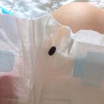 [조언부탁] 군기저귀 벌레나왓어요 하하 