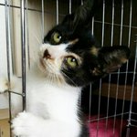 [안산] 배고픔에..울부짓던 <b>복순</b>이.