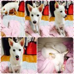 진돗개엄마+스피츠아빠