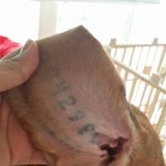 저희 강아지 실험견비글이었던거 같아요