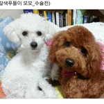 의료사고_송파구<b>xxx</b>동물병원