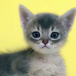 고양이 선택 도와줘!!
