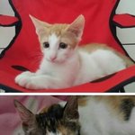길바닥에 버려져서 힘겹게 살다가 아기잃고 구조된 엄마와 아기예요