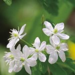 [드루와] 이 꽃 조녜지 않냐