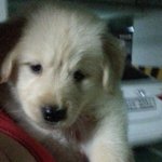 [사랑해마음] 골든리트리버 개마음 성장기 3탄!