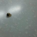 [인피니트] ㅅㄷ 달팽이 보여쥬까..