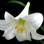 [방탄소년단] 야 미친 <b>백합</b>