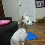[강아지사랑] 내 사랑 설이