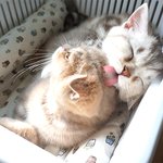 [수리노을] 브로맨스 냥이들