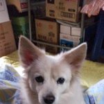 [강아지사랑] 이런 사람 어떡하죠?