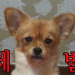 [EXO] 너희들 인기나 신경써,엑소걱정하지말고
