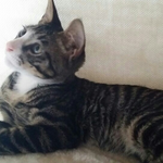 개냥이개냥이이런개냥이가없어요 길고양이가 품안으로 쏙 들어왔어요