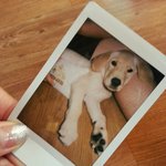 [사랑해마음] 골든리트리버 개마음 성장기4탄!