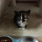 [아기고양이] 아기고양이를 살려주세요
