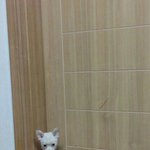 [사진有]제 방문 앞에만 <b>응가</b>를 싸요.