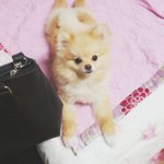 [크림일기] <b>비몽사몽</b> 졸린 크림이의 아침