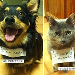 벌받는 이유를 <b>실토</b>하는 반려견들