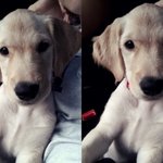 [사랑해마음] 골든리트리버 개마음 성장기 5탄!