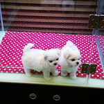 [앙쥬<b>베베</b>] 불어로 '천사'라는 뜻의 앙쥬~ 1탄