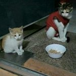 길바닥에 버려져서 힘겹게 살다가 아기잃고 구조된 엄마와 아기좀 봐주세요...