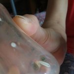 [댓글부탁해] <b>분유</b>에서 벌레가 나왔는데