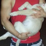 [사랑해마음] 골든리트리버 개마음 성장기 6탄!