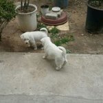 16살 진<b>돌이</b>