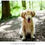 <b>두</b> <b>눈</b> 없이 태어난 골든 리트리버
