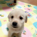 [<b>라엘</b>이일상] <b>라엘이</b>의 육아일기 1