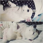 <b>웰시</b>코기 멀티 4탄 생일파티 