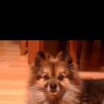 11년 5개월 그리고 <b>허무</b>하게 갔네요 