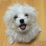 4개월 말티즈 잔디입니다~