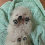 [이뻐해줘요] 곰돌이아니예요!<b>곰들</b>입니다!