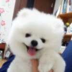 [강아지사랑] [<b>포메</b>]. 흰자를. 소개합니다 