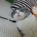 [머루집사님] ::골때리는 스코티쉬<b>폴드</b>:: 머루 인생짤