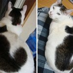 남다른 <b>무늬</b>의 고양이들